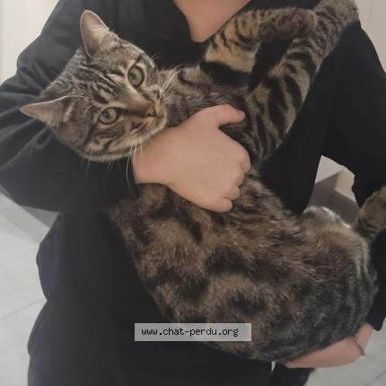 Foto 1/1 Charly Chat perdido en Meze