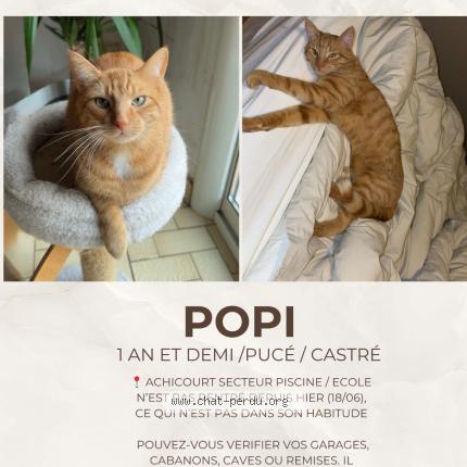 Foto 1/1 Popi Chat perdido en Achicourt