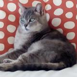 Foto del gato perdido en Sarzeau