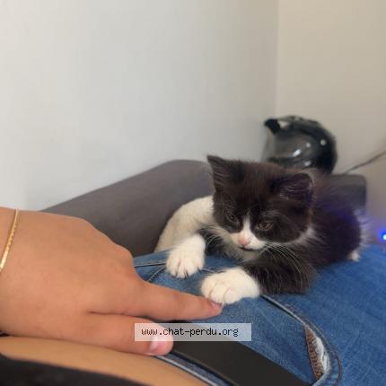 Foto 1/1 Aloah Chat perdido en Cognac