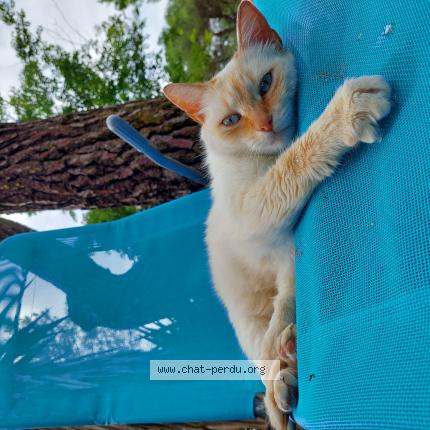 Foto 1/1 Monsieur Chat perdido en Les billaux
