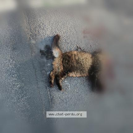 Foto 1/1 Gato encontrado Encontrado en Rennes
