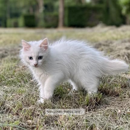 Foto 1/1 Zina Chat perdido en Nimes