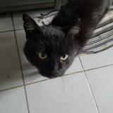 Foto del gato perdido en Gagny