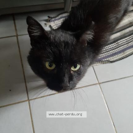 Foto 1/1 Zultan Chat perdido en Gagny