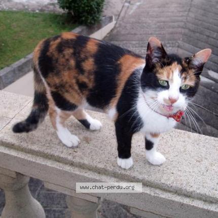 Foto 1/1 Caramel Chat perdido en Rueil malmaison