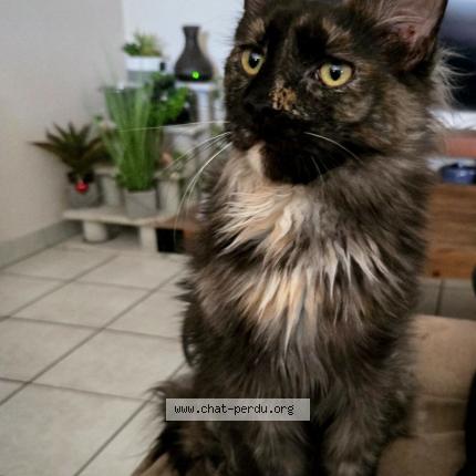 Foto 1/1 W'Columbia Chat perdido en Chanas