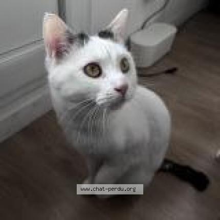 Foto 1/1 Shiro Théo Chat perdido en Livry gargan