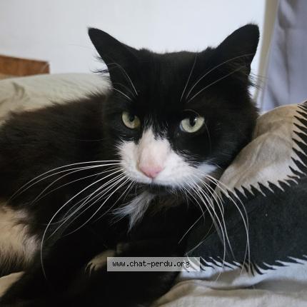 Foto 1/2 Seïko Chat perdido en Montpellier