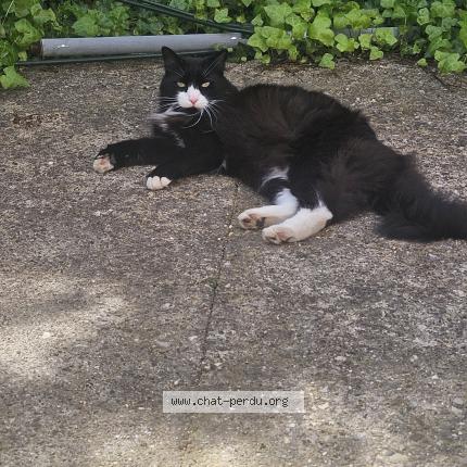 Foto 2/2 Seïko Chat perdido en Montpellier