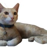 Foto del gato perdido en Bangalore