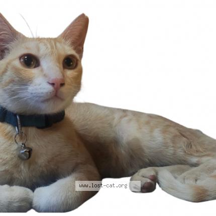 Foto 1/1 Cattu Chat perdido en Bangalore