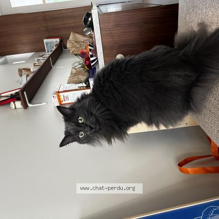 Foto 1/1 Pouilly Chat perdido en Saint maur des fosses