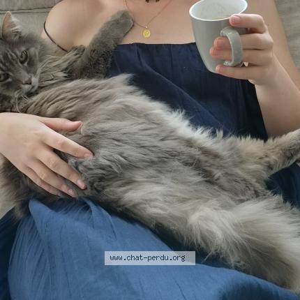 Foto 1/1 Grisou Chat perdido en Valdahon