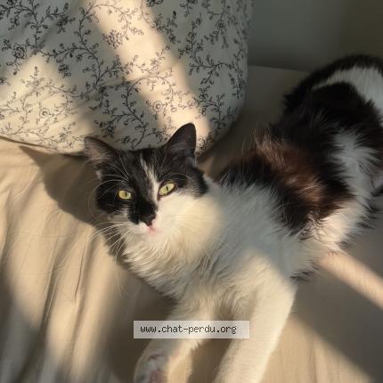Foto 1/1 Poh Chat perdido en Clichy