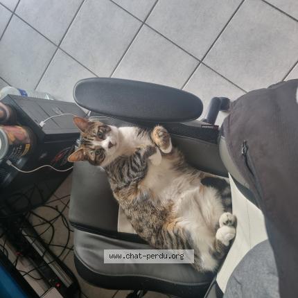 Foto 1/1 THOR Chat perdido en Coulommiers