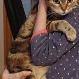 Foto del gato perdido en Luneville