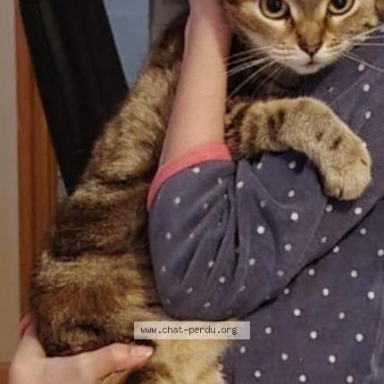 Foto 1/1 Marguerite Chat perdido en Luneville