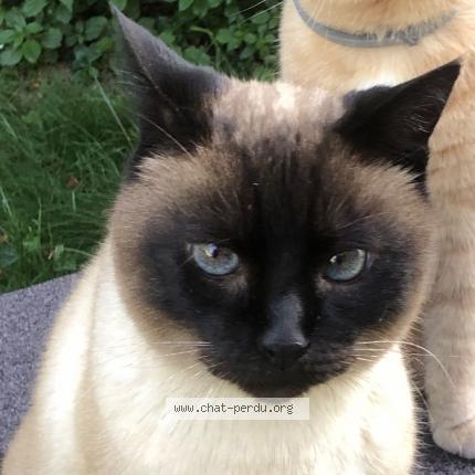 Foto 1/1 Castor Chat perdido en Champigny sur marne