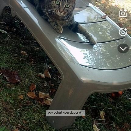 Foto 1/1 Soso Chat perdido en Migennes