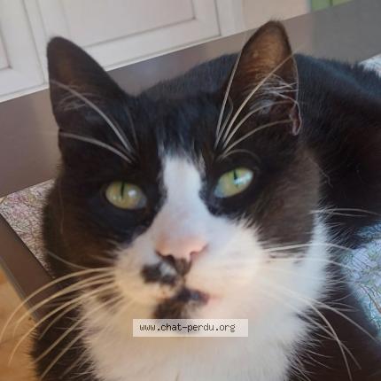 Foto 1/1 Kyo Chat perdido en Carpentras