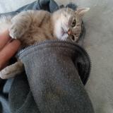 Foto del gato perdido en Seilhac