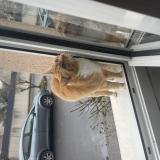 Foto del gato perdido en Savigny Le Temple