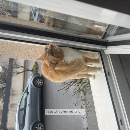 Foto 1/1 Mimi Chat perdido en Savigny le temple