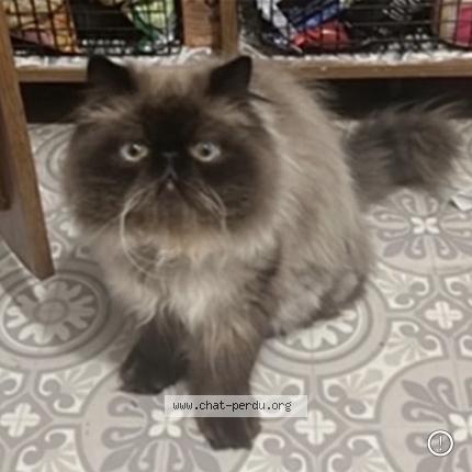 Foto 1/1 Pilou Chat perdido en Tremblay en france