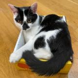 Foto del gato perdido en Chevilly Larue