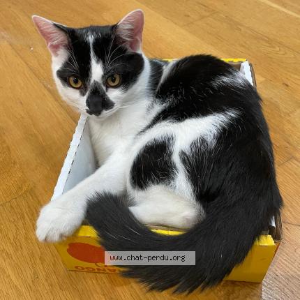 Foto 1/1 Khi Khi Chat perdido en Chevilly larue