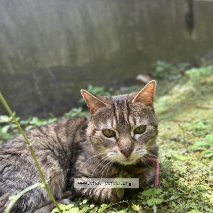 Foto 1/1 Choukette Chat perdido en Lille