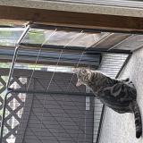 Foto del gato perdido en Hezecques