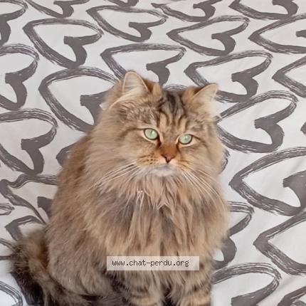 Foto 1/1 Tilou Chat perdido en Palavas les flots