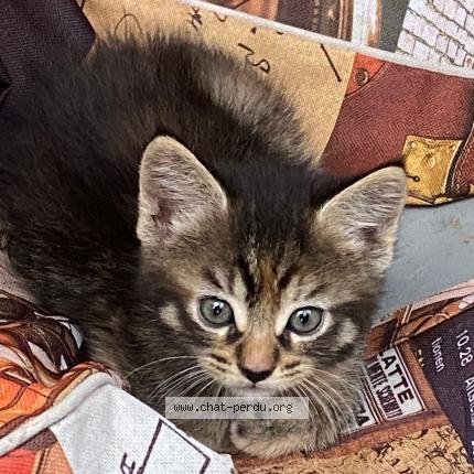 Foto 1/1 Anis Chat perdido en Colomiers