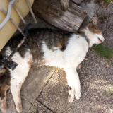 Foto de gato encontrado en Lallaing