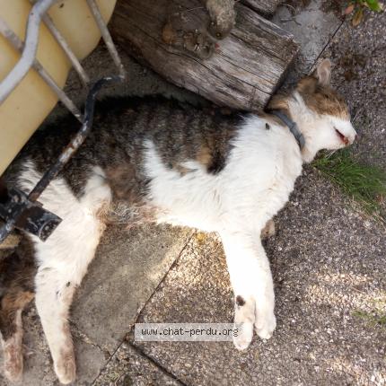 Foto 1/1 Gato encontrado Encontrado en Lallaing