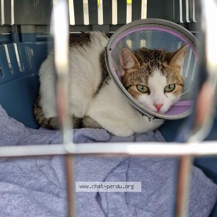 Foto 1/1 Doudouce Chat perdido en Soissons