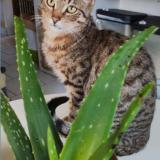 Foto del gato perdido en Auneuil