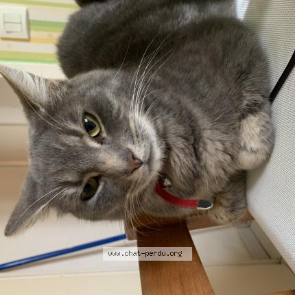 Foto 1/1 Guizmo Chat perdido en Plestin les greves mon chayton