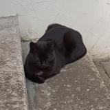 Foto del gato perdido en Condrieu