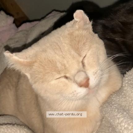 Foto 1/1 Simba Chat perdido en Saint germain des pres