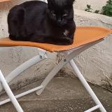 Foto del gato perdido en Condrieu