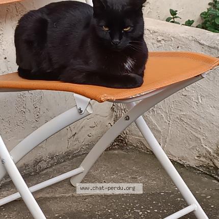 Foto 1/1 Zorro Chat perdido en Condrieu