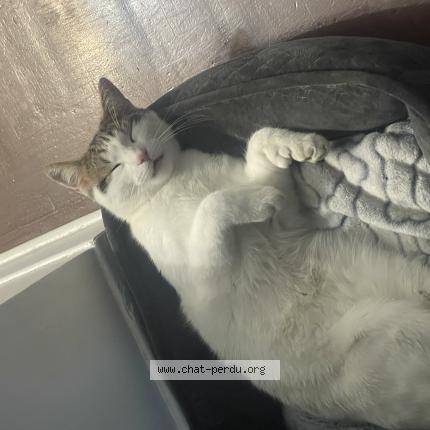 Foto 1/1 Lucky Chat perdido en Terrebonne