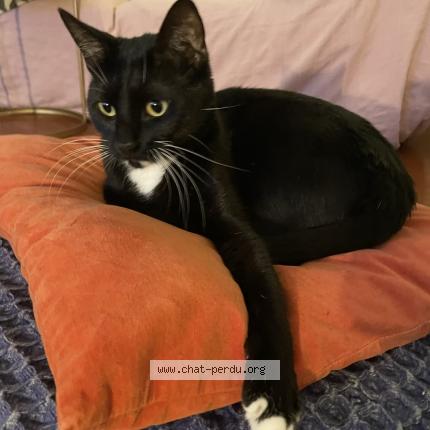 Foto 1/1 Marteens Chat perdido en Marseille