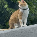 Foto del gato perdido en Lempdes