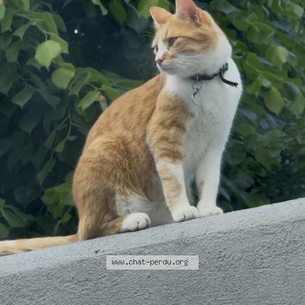 Foto 1/1 Picsou Chat perdido en Lempdes