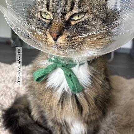 Foto 1/1 Simba Chat perdido en Andert et condon