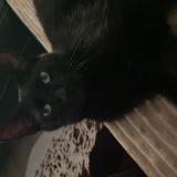 Foto del gato perdido en Huttenheim